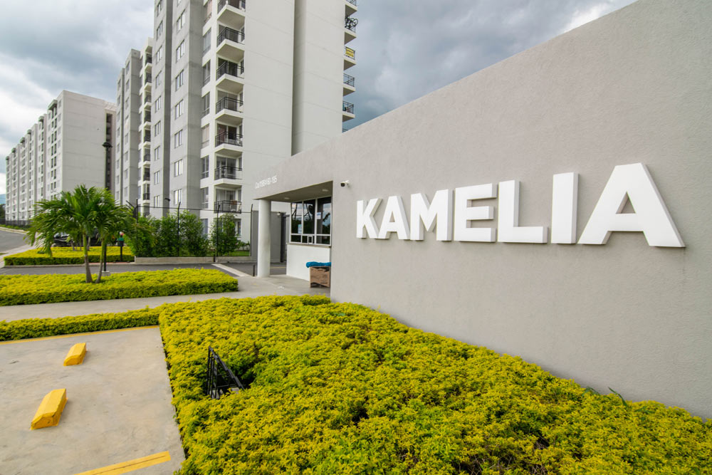 kamelia_comun_01